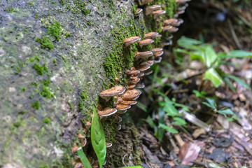 Mushroom  on a decay timber in rainforest