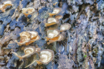 Mushroom  on a decay timber in rainforest