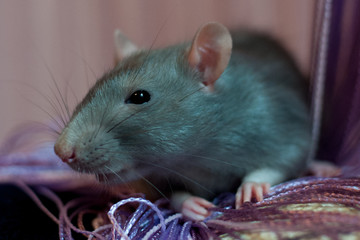 rat near the of thread curtain