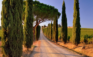 Bezauberndes Chianti - Zypressenallee