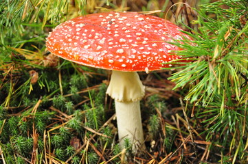 Мухомор в лесу
