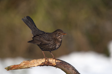 Amsel vor Schnee auf einem abgebrochenen Ast