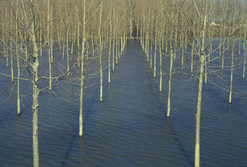 Inondation dans plantation d'arbres