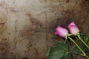 A Pair of Pink Long Stem Roses laid on a Metal Background