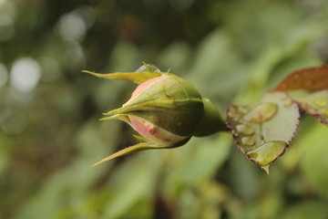 Rosebud with water drops.