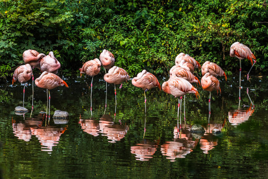 flamingo