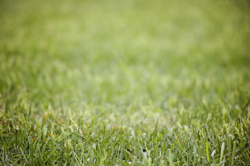Green Grass Background