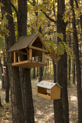 Feeders for birds in autumn oak forest