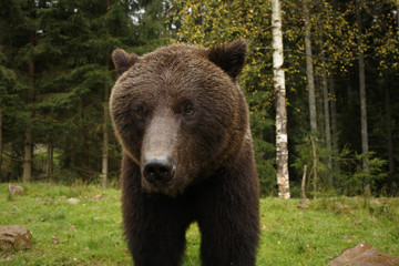 Big wild brown bear stands and looks sad in a forest background