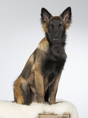Tervueren puppy portrait. The dog breed is Belgian shepherd dog commonly known. Image taken in a studio.
