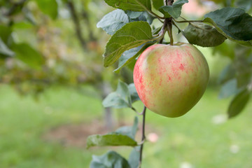 Ripe apple hanging on a branch. Close-up.