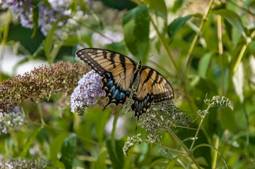Swallow Tailed butterfly