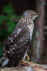 Cooper's hawk on the ground