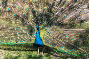 Obraz premium Pfau - Pavo cristatus