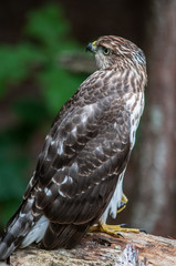 Cooper's hawk on the ground