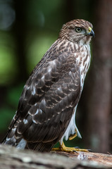 Cooper's hawk on the ground
