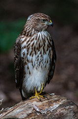 Cooper's hawk on the ground