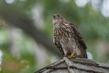Cooper's hawk