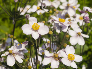 Japanese Anemone, Anemone hupehensis, flowers at flowerbed close-up, selective focus, shallow DOF