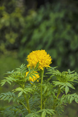 beautiful yellow Marigold/Calendula flowers texture/background. golden color blooming.