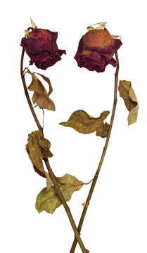 Fototapeta Two faded roses on white background