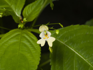 Small balsam or touch-me-not, Impatiens parviflora, flower close-up, selective focus, shallow DOF