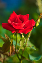 Red Rose with blurred background setting 