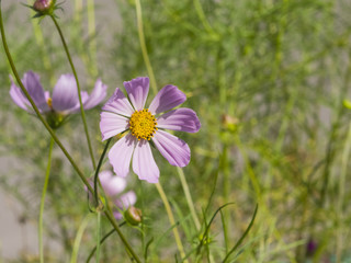 Obraz premium Mexican Aster or Garden cosmos, Cosmos bipinnatus, light-purple flower close-up, selective focus, shallow DOF