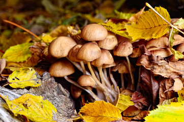 Family inedible mushrooms growing in the forest. Poisonous mushrooms in the wild nature