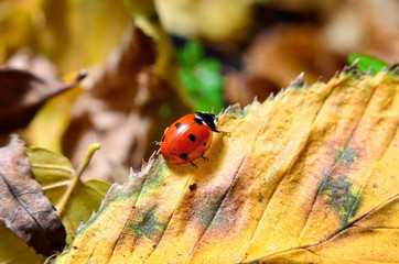 Obraz premium Ladybug on the fallen yellow leaves in the fall. Insects in the wild nature.