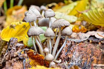 Family inedible mushrooms growing in the forest. Poisonous mushrooms in the wild nature