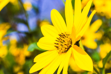 Jerusalem artichoke on bloom