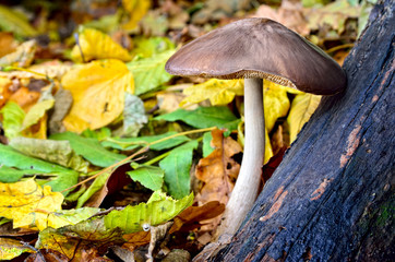 Mushrooms among fallen leaves in the autumn forest.