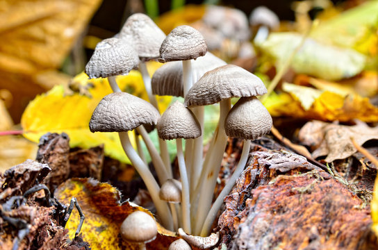 Family inedible mushrooms growing in the forest. Poisonous mushrooms in the wild nature
