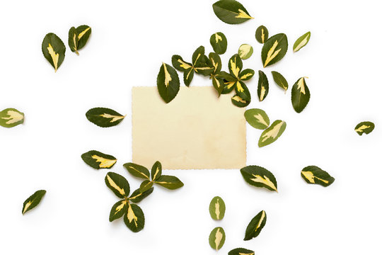 Yellow-green leaves of euonymus arranged around vintage card 