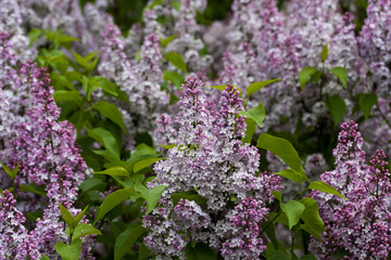Obraz premium blooming lilacs