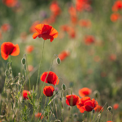 Fototapeta premium Red poppies