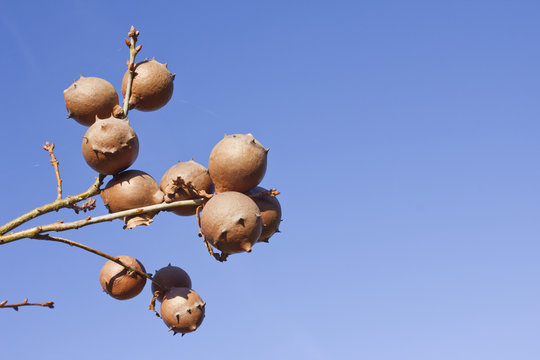 apple oak in the sky