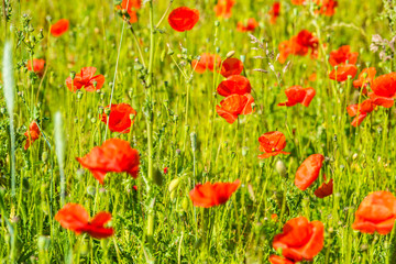 Red poppies in a summer meadow on sunny day