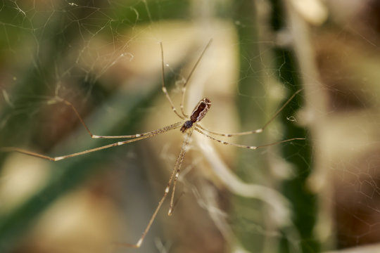 Close-up of small spider with long legs in the cobweb