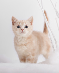 котенок породистый