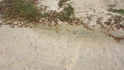 plants and dunes
