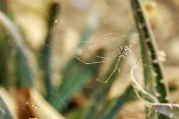 Spider in the cobweb, in front of several cactus plants