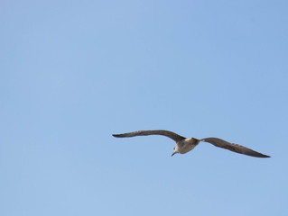 Seagull (Gull), Adriatic Sea