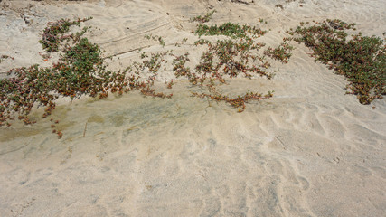 plants and dunes