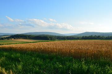 Golden Wheat field and blue skies on a sunny summer day