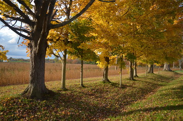 Autumn evening Sunlight through row of trees on with golden field in background