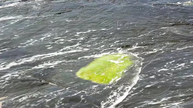 Fundo com rocha negra e algas &agrave; beira mar.