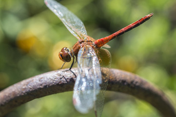 The having a rest dragonfly