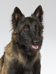 Belgian shepherd - Tervueren dog portrait. Image taken in a studio.